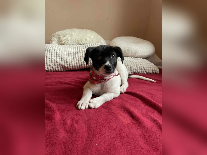 Lenny: verspielter Welpenbub sucht Zuhause