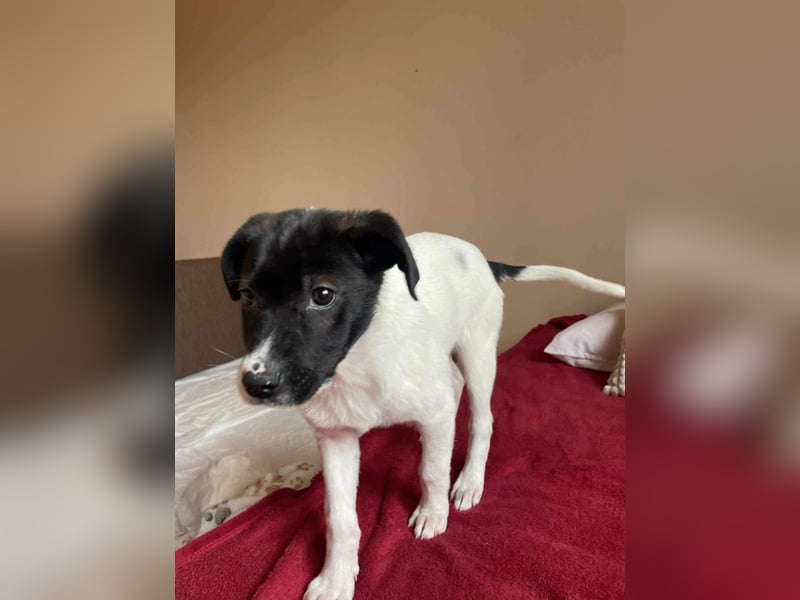 Lenny: verspielter Welpenbub sucht Zuhause