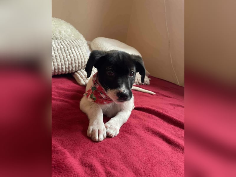 Lenny: verspielter Welpenbub sucht Zuhause