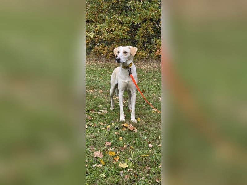 Liva sucht ein neues Zuhause
