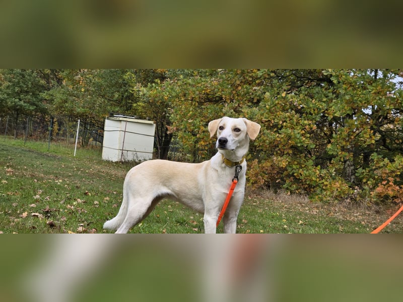 Liva sucht ein neues Zuhause