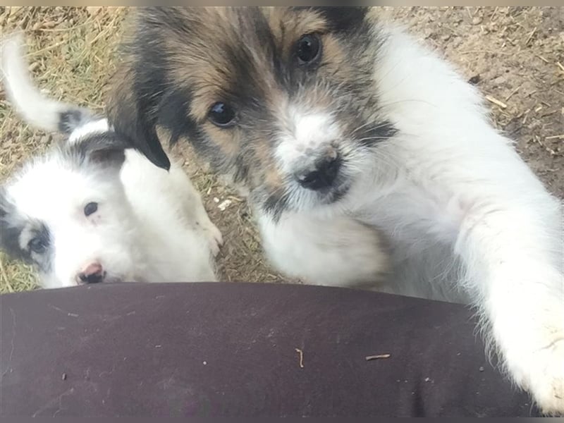 Atura - aufmerksam und verspielt