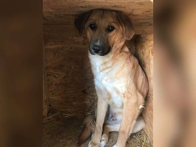 Angsthase Bingley sucht Zuhause  