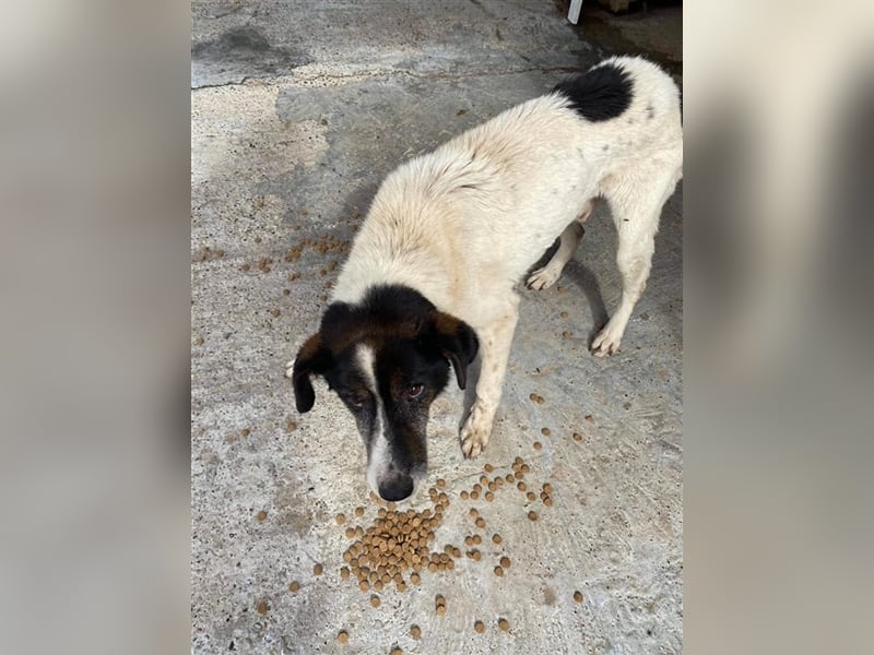 Opa Beckley sucht ein Zuhause oder eine Pflegestelle! Opa Beckley sucht ein Zuhause oder eine Pflegestelle!