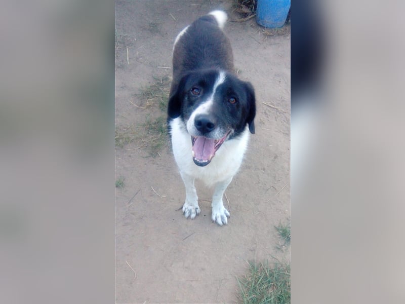 Der menschenbezogene Buddy sucht ein Zuhause oder eine Pflegestelle!