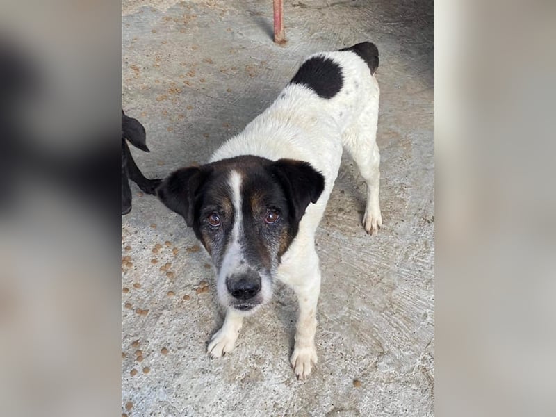 Opa Beckley sucht ein Zuhause oder eine Pflegestelle! Opa Beckley sucht ein Zuhause oder eine Pflegestelle!