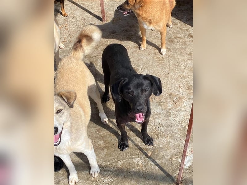 Der liebe Max sucht ein Zuhause oder eine Pflegestelle! Der liebe Max sucht ein Zuhause oder eine Pflegestelle!