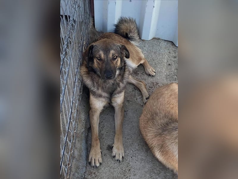 Der gemütliche Balu sucht ein Zuhause oder eine Pflegestelle!