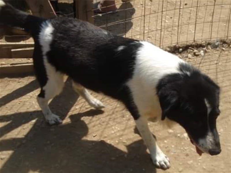 Der menschenbezogene Buddy sucht ein Zuhause oder eine Pflegestelle!