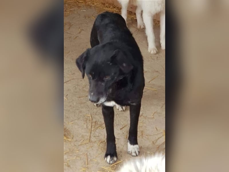 Der ängstliche Sherlock sucht ein Zuhause oder eine Pflegestelle!