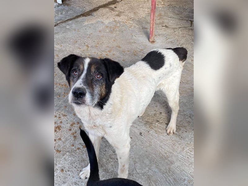 Opa Beckley sucht ein Zuhause oder eine Pflegestelle! Opa Beckley sucht ein Zuhause oder eine Pflegestelle!