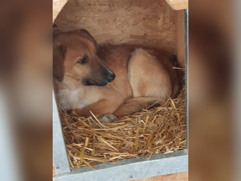 Angsthase Bingley sucht Zuhause  