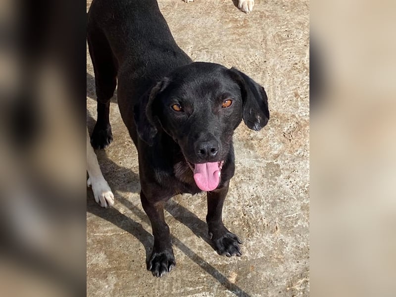 Der liebe Max sucht ein Zuhause oder eine Pflegestelle! Der liebe Max sucht ein Zuhause oder eine Pflegestelle!