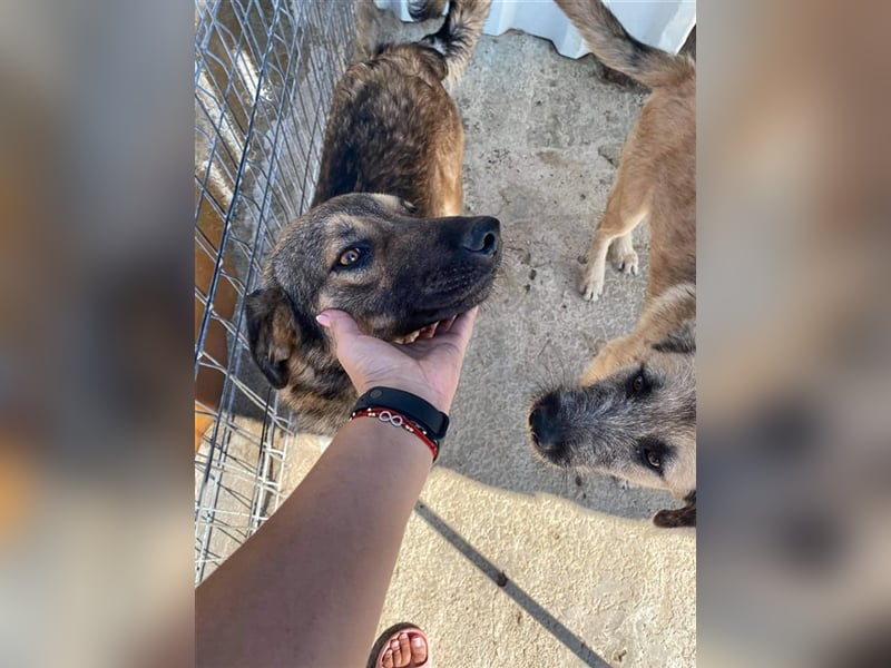 Der gemütliche Balu sucht ein Zuhause oder eine Pflegestelle!