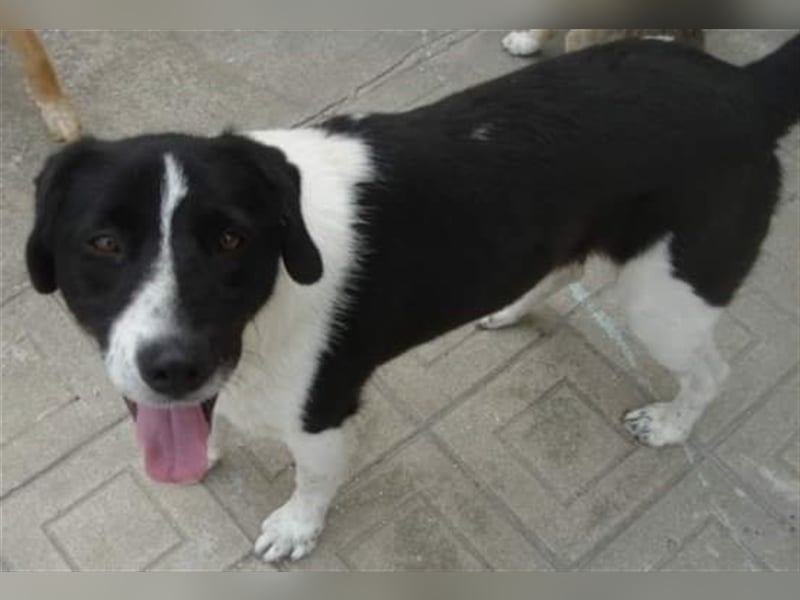 Der menschenbezogene Buddy sucht ein Zuhause oder eine Pflegestelle!