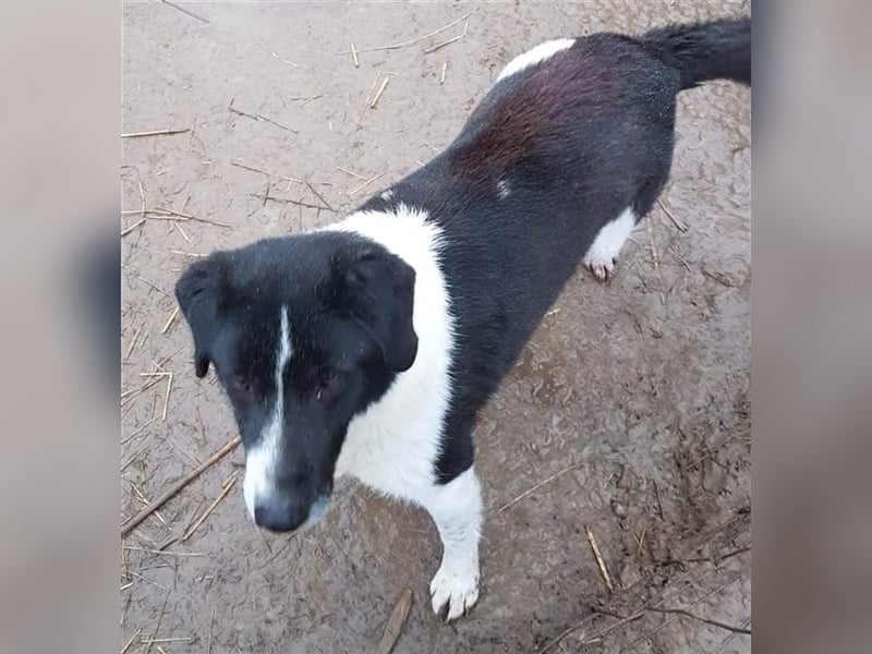 Der menschenbezogene Buddy sucht ein Zuhause oder eine Pflegestelle!