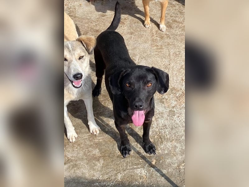 Der liebe Max sucht ein Zuhause oder eine Pflegestelle! Der liebe Max sucht ein Zuhause oder eine Pflegestelle!