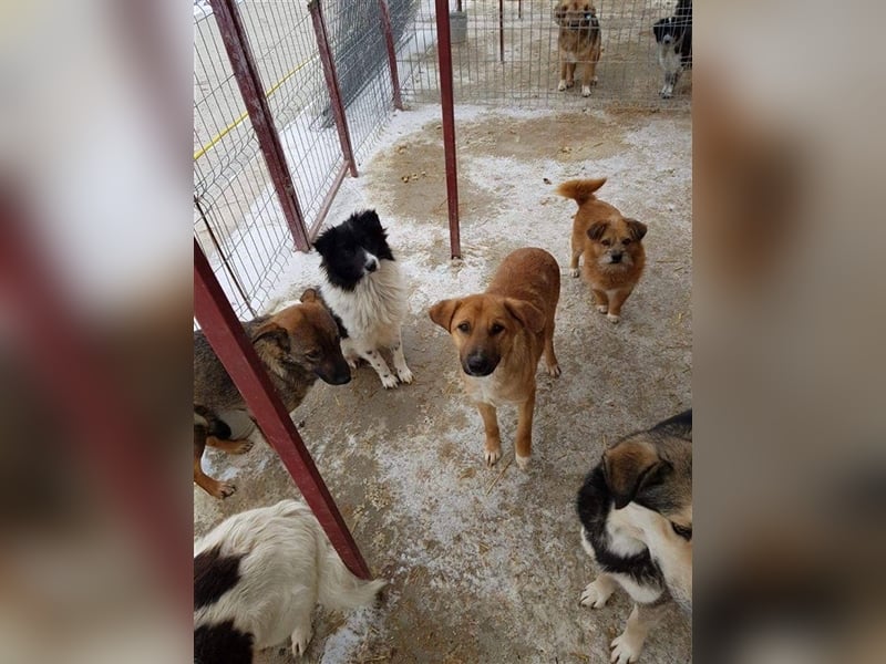 Angsthase Bingley sucht Zuhause  