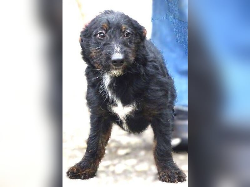 Chris, kleiner Hundejunge in großer Gefahr Chris, kleiner Hundejunge in großer Gefahr