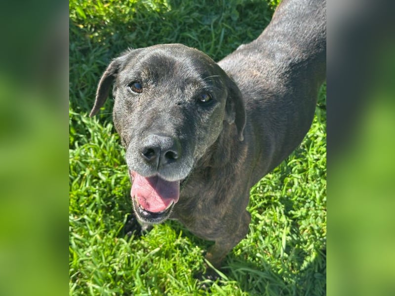 TIGRA braucht ganz dringend Hilfe TIGRA braucht ganz dringend Hilfe