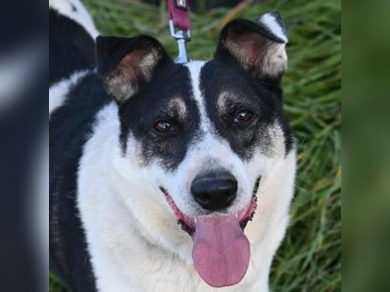 MISCHO,  hatte ein trauriges Leben