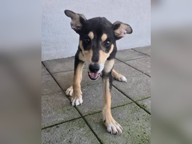 PEPE ,freundlich und verträglich PEPE ,freundlich und verträglich