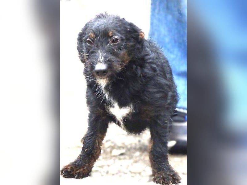 Chris, kleiner Hundejunge in großer Gefahr Chris, kleiner Hundejunge in großer Gefahr