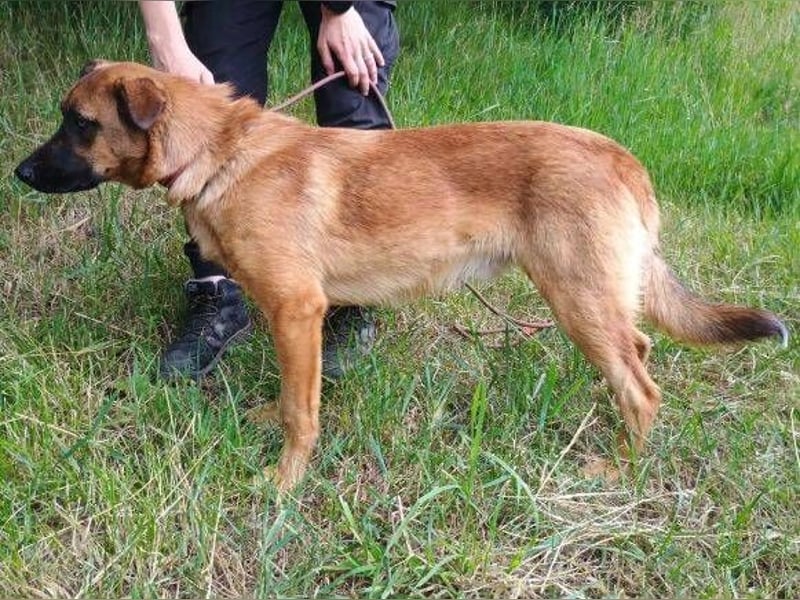 ARTHUR 2 sucht sein Zuhause