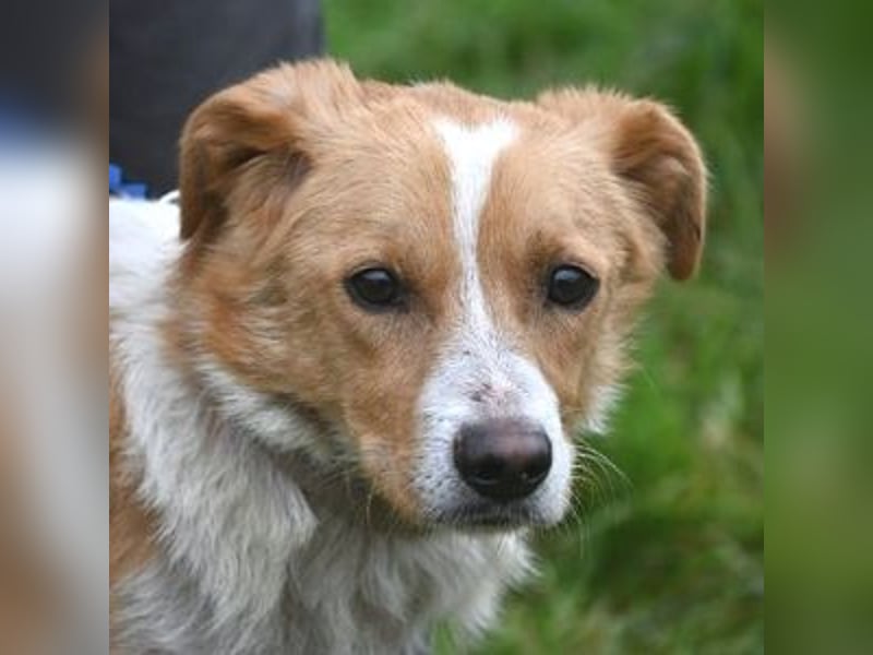 ALEX ist ein fescher Kerl ALEX ist ein fescher Kerl