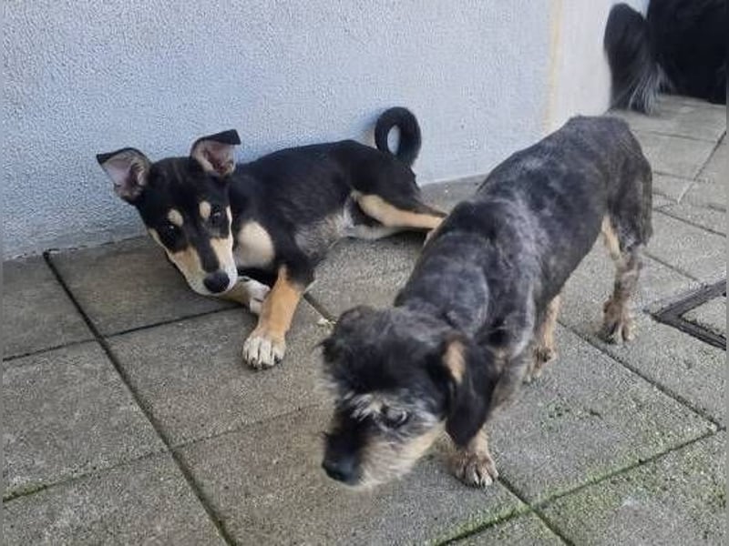 PEPE ,freundlich und verträglich PEPE ,freundlich und verträglich