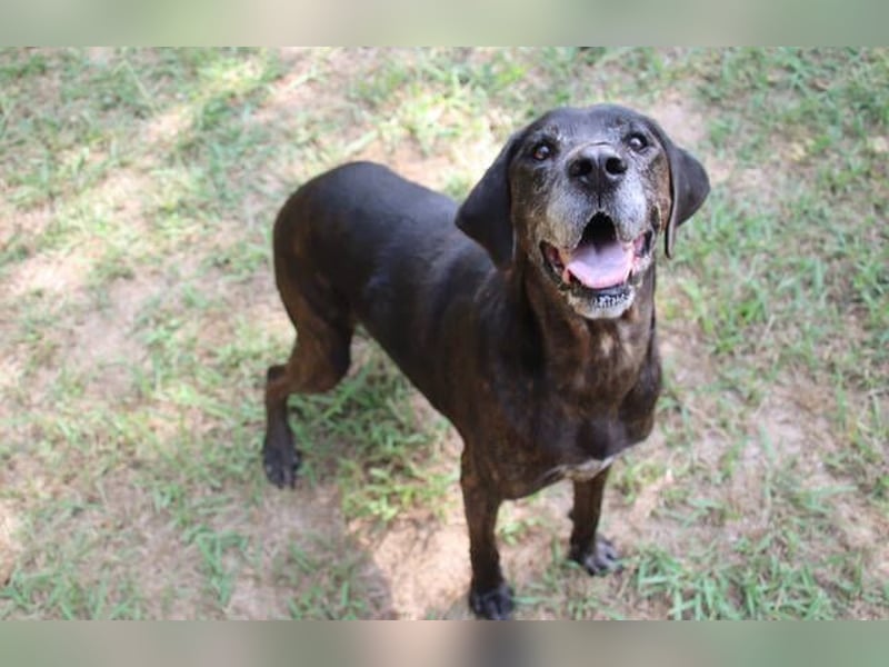 TIGRA braucht ganz dringend Hilfe TIGRA braucht ganz dringend Hilfe