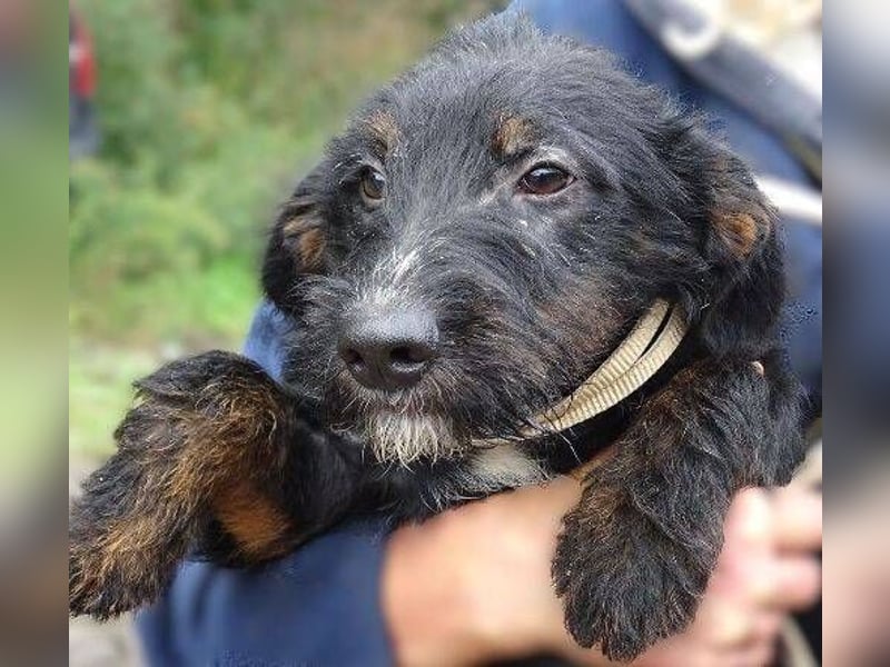 Chris, kleiner Hundejunge in großer Gefahr Chris, kleiner Hundejunge in großer Gefahr