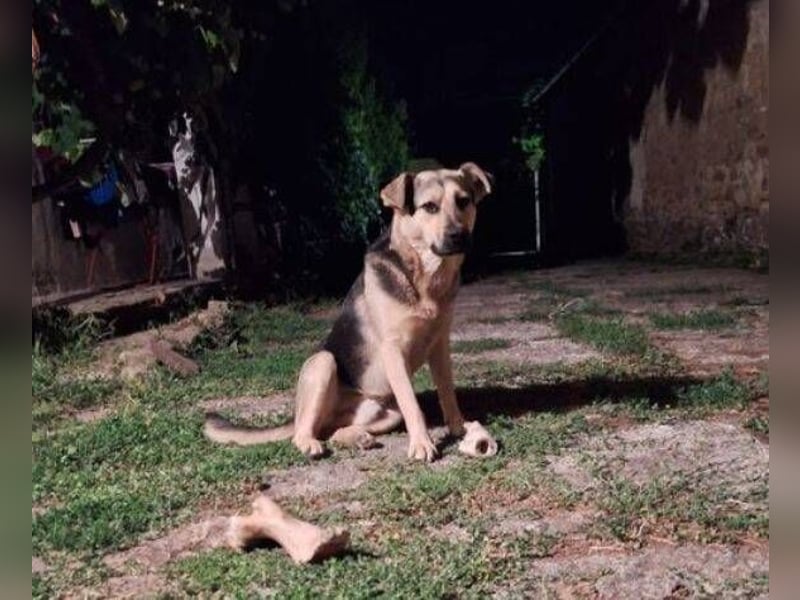 YOGI hatte großes Pech