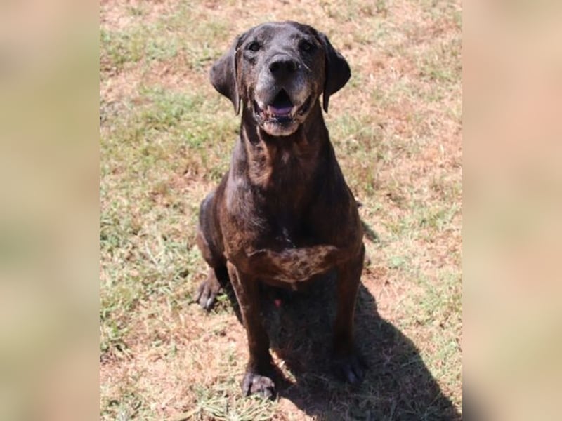 TIGRA braucht ganz dringend Hilfe TIGRA braucht ganz dringend Hilfe