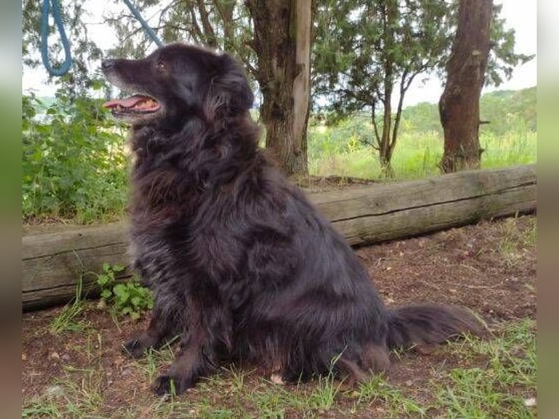 BENJI braucht ein warmes Körbchen BENJI braucht ein warmes Körbchen