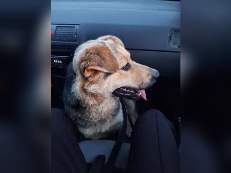 YOGI hatte großes Pech