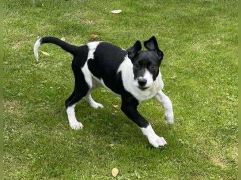 CARNELLA zuckersüßes Hundekind