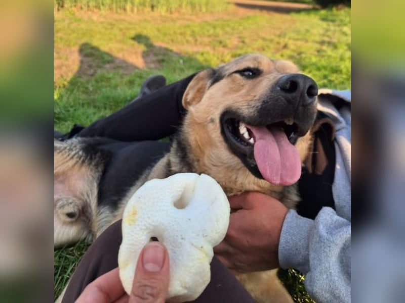 YOGI hatte großes Pech