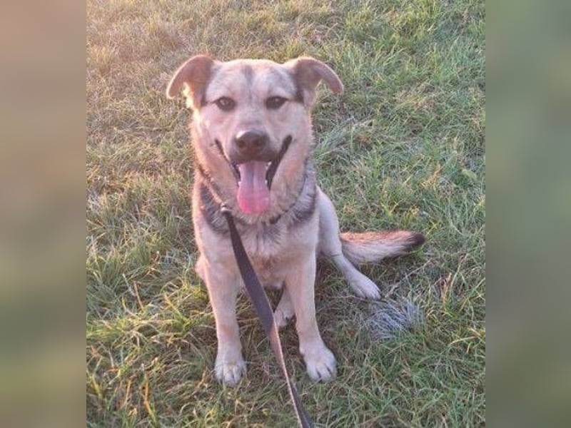 YOGI hatte großes Pech