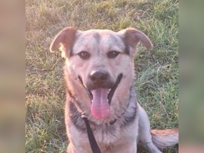 YOGI hatte großes Pech