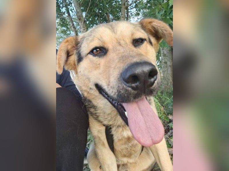 YOGI hatte großes Pech