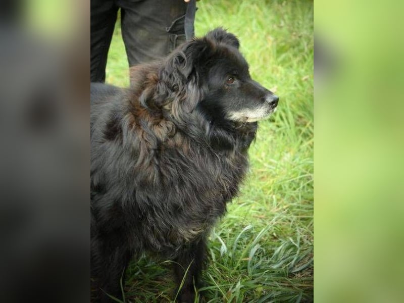 BENJI braucht ein warmes Körbchen BENJI braucht ein warmes Körbchen