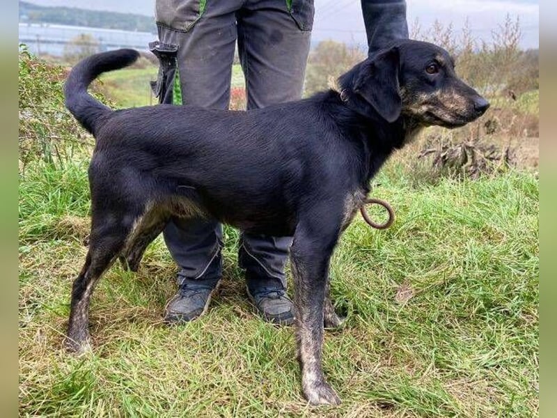 ARON irrte verloren umher ARON irrte verloren umher