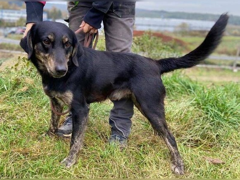 ARON irrte verloren umher ARON irrte verloren umher