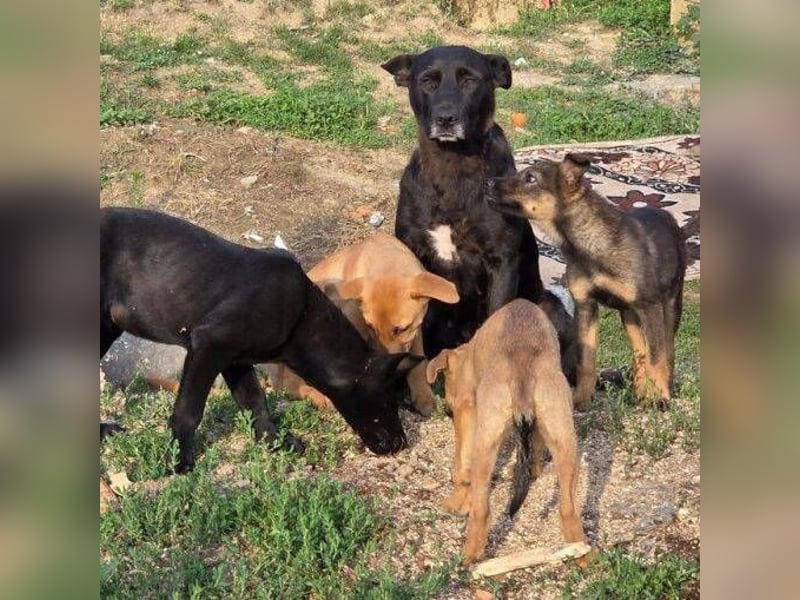EBONY sehnt sich nach Geborgenheit EBONY sehnt sich nach Geborgenheit