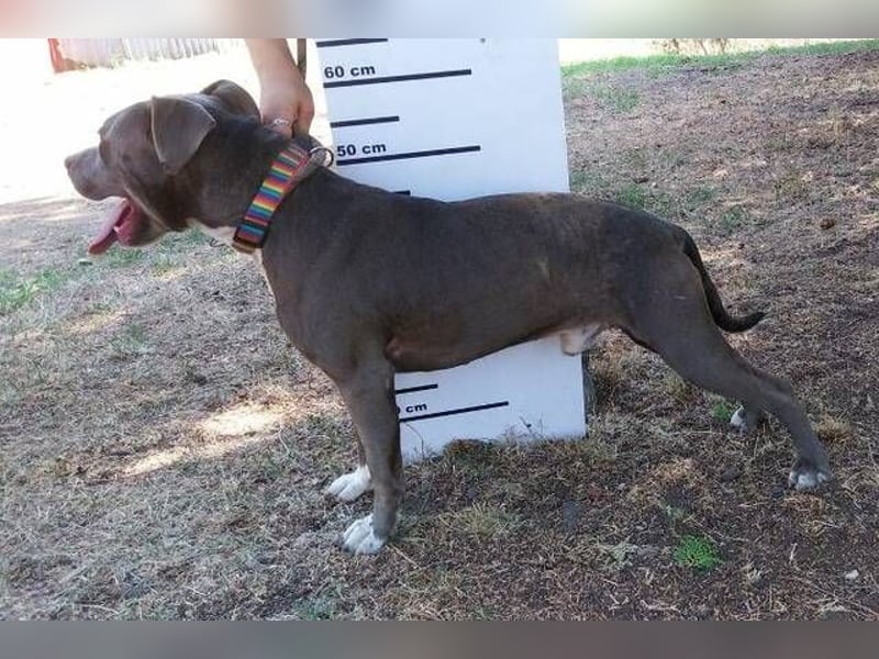 Blue, Staffordshire Mischling