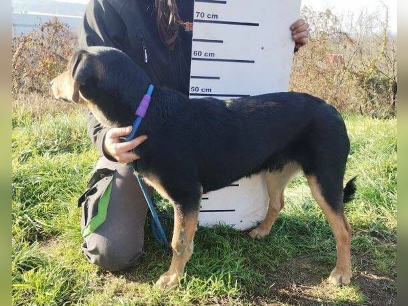 LARRY sucht seine Herzensmenschen LARRY sucht seine Herzensmenschen