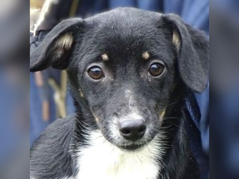 COCO, wer gibt der Süßen ein Zuhause? COCO, wer gibt der Süßen ein Zuhause?