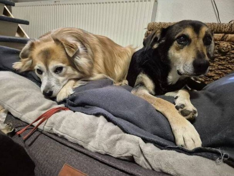 SPIKE wurde im Stich gelassen