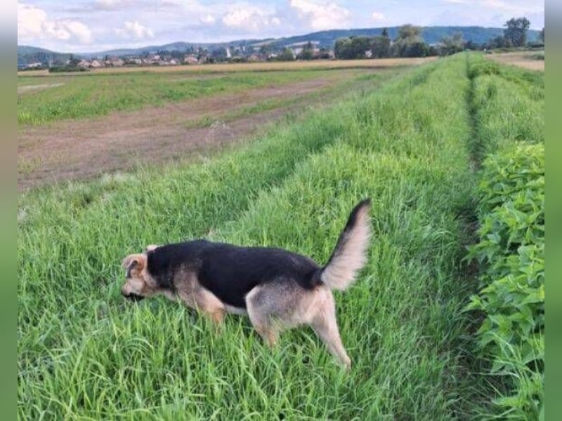 YOGI hatte großes Pech